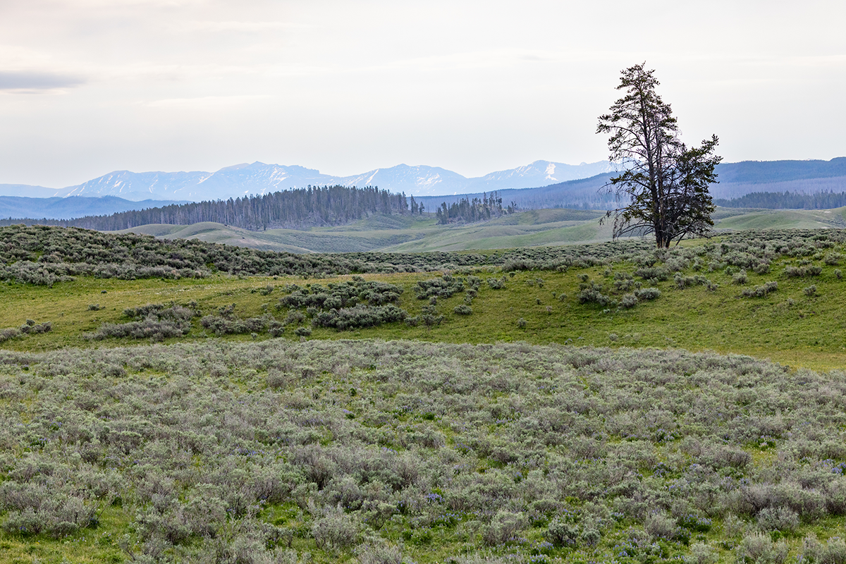 Mountain views across Yellowstone National Park